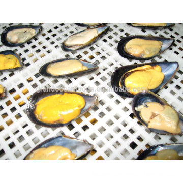 frozen cooked half shell mussel